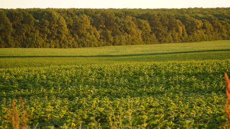 Close-up, sunflower sprouts on an industrial scale. Growing young sunflower plants in a cultivated field. Agricultural background of sunflower plantation. Sunset in golden light. selective focus. nの写真素材