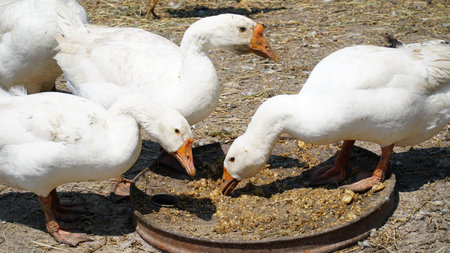 a flock of geese in the poultry farm. flock of ducks. nの写真素材
