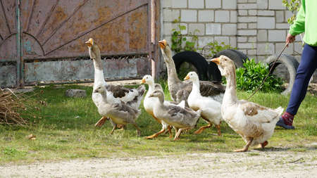 Domestic geese grize. Pets. Goose feathers. Geese on the street. A flock of white geese look in one direction. nの写真素材