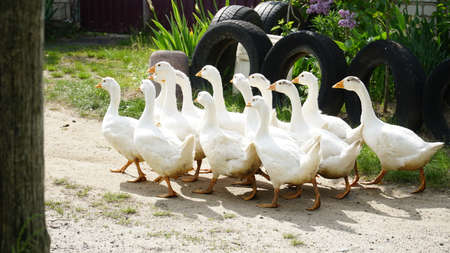 a flock of geese in the poultry farm. flock of ducks. nの写真素材