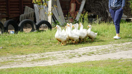 a flock of geese in the poultry farm. flock of ducks. nの写真素材