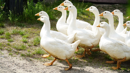 a flock of geese in the poultry farm. flock of ducks.の写真素材