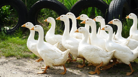 Flock of domestic geese on a green meadow. Summer green rural farm landscape. Geese in the grass, domestic bird, flock of geese, panoramic view.nの写真素材