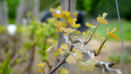 Tiny spring leaves of grapes plant. Close up shot of tiny buds. A close up of a sprout of new leaves emerging on a grapevine. Young inflorescence of grapes on the vine close-up.の写真素材