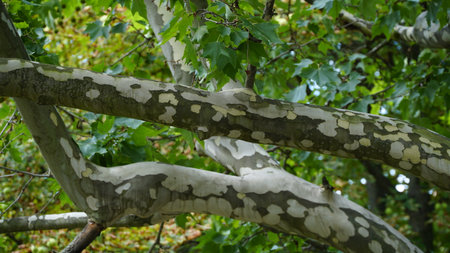 The trunk, bark, leaves and fruits of Platanus occidentalis, also known as the American, London plane tree. Bark of the sycamore tree. maple. Sycamore. Different colors of the tree trunk. Platan Hispanica. nの写真素材