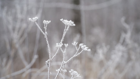 grass covered with frost in the first autumn frosts, abstract natural background. leaves of plants covered with frost, top view. Late autumn, the concept of frost. nの写真素材