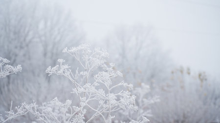 grass covered with frost in the first autumn frosts, abstract natural background. leaves of plants covered with frost, top view. Late autumn, the concept of frost. nの写真素材