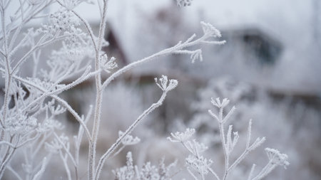 grass covered with frost in the first autumn frosts, abstract natural background. leaves of plants covered with frost, top view. Late autumn, the concept of frost. nの写真素材