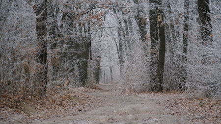 Beautiful autumn foggy landscape with country road. Autumn foggy morning and hoarfrost on the grass in a picturesque forest. nの写真素材