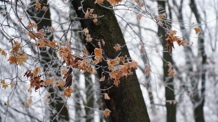 grass covered with frost in the first autumn frosts, abstract natural background. leaves of plants...