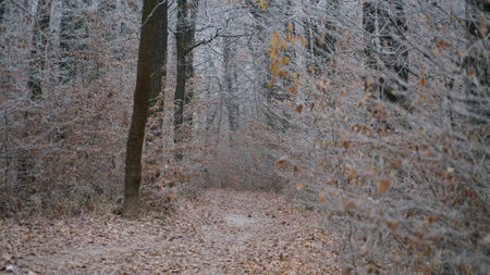 Beautiful autumn foggy landscape with country road. Autumn foggy morning and hoarfrost on the grass in a picturesque forest. nの写真素材
