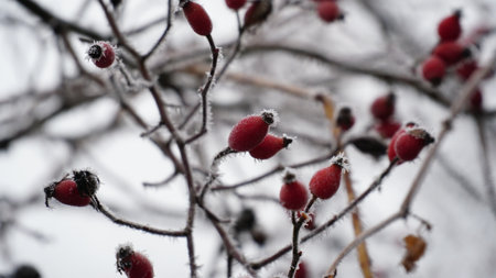 Frosty berries in the garden. The icy hoarfrost covered the bushes, herbs, and berries. rosehip. Rowan. Mistletoe. Winter weather. Picturesque winter view with frosty leaves. Christmas background. nの写真素材