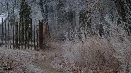 Beautiful autumn foggy landscape with country road. Autumn foggy morning and hoarfrost on the grass in a picturesque forest. nの写真素材