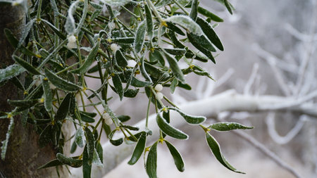 Frosty berries in the garden. The icy hoarfrost covered the bushes, herbs, and berries. rosehip. Rowan. Mistletoe. Winter weather. Picturesque winter view with frosty leaves. Christmas background. nの写真素材