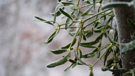 Frosty berries in the garden. The icy hoarfrost covered the bushes, herbs, and berries. rosehip. Rowan. Mistletoe. Winter weather. Picturesque winter view with frosty leaves. Christmas background. nの写真素材
