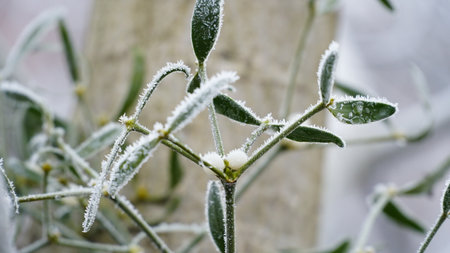 grass covered with frost in the first autumn frosts, abstract natural background. leaves of plants covered with frost, top view. Late autumn, the concept of frost. nの写真素材