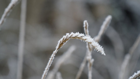 grass covered with frost in the first autumn frosts, abstract natural background. leaves of plants covered with frost, top view. Late autumn, the concept of frost. nの写真素材