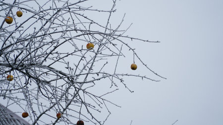 Frosty berries in the garden. The icy hoarfrost covered the bushes, herbs, and berries. rosehip. Rowan. Mistletoe. Winter weather. Picturesque winter view with frosty leaves. Christmas background. nの写真素材