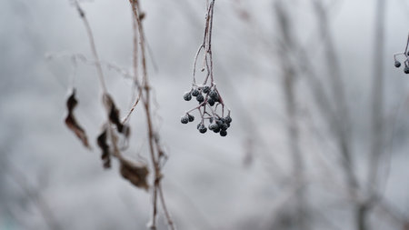 Frosty berries in the garden. The icy hoarfrost covered the bushes, herbs, and berries. rosehip. Rowan. Mistletoe. Winter weather. Picturesque winter view with frosty leaves. Christmas background. nの写真素材