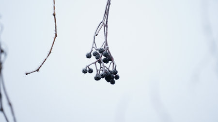 grass covered with frost in the first autumn frosts, abstract natural background. leaves of plants covered with frost, top view. Late autumn, the concept of frost. nの写真素材