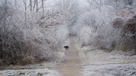 Beautiful autumn foggy landscape with country road. Autumn foggy morning and hoarfrost on the grass in a picturesque forest. nの写真素材