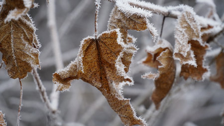 grass covered with frost in the first autumn frosts, abstract natural background. leaves of plants covered with frost, top view. Late autumn, the concept of frost. nの写真素材