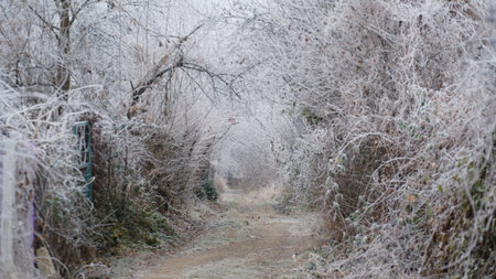 Beautiful autumn foggy landscape with country road. Autumn foggy morning and hoarfrost on the grass in a picturesque forest. nの写真素材