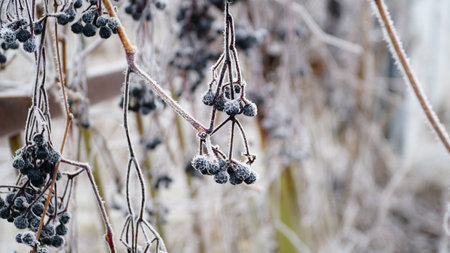 Frosty berries in the garden. The icy hoarfrost covered the bushes, herbs, and berries. rosehip. Rowan. Mistletoe. Winter weather. Picturesque winter view with frosty leaves. Christmas background. nの写真素材