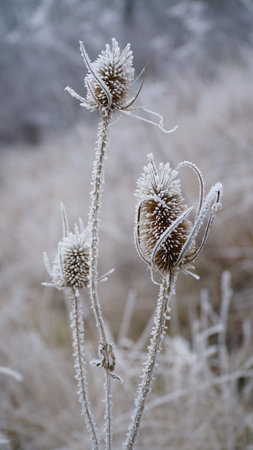 grass covered with frost in the first autumn frosts, abstract natural background. leaves of plants covered with frost, top view. Late autumn, the concept of frost. nの写真素材