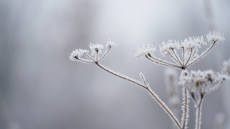 grass covered with frost in the first autumn frosts, abstract natural background. leaves of plants covered with frost, top view. Late autumn, the concept of frost. nの写真素材