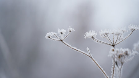 Frosty berries in the garden. The icy hoarfrost covered the bushes, herbs, and berries. rosehip....