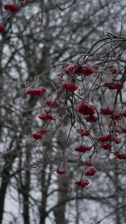Frosty berries in the garden. The icy hoarfrost covered the bushes, herbs, and berries. rosehip. Rowan. Mistletoe. Winter weather. Picturesque winter view with frosty leaves. Christmas background. nの写真素材