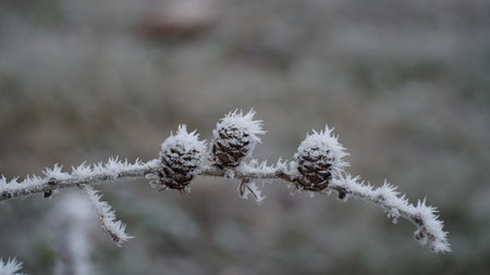 grass covered with frost in the first autumn frosts, abstract natural background. leaves of plants covered with frost, top view. Late autumn, the concept of frost. nの写真素材