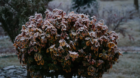 grass covered with frost in the first autumn frosts, abstract natural background. leaves of plants covered with frost, top view. Late autumn, the concept of frost. nの写真素材