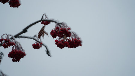 Frosty berries in the garden. The icy hoarfrost covered the bushes, herbs, and berries. rosehip. Rowan. Mistletoe. Winter weather. Picturesque winter view with frosty leaves. Christmas background. nの写真素材