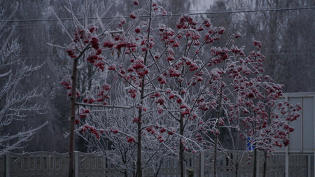 Frosty berries in the garden. The icy hoarfrost covered the bushes, herbs, and berries. rosehip. Rowan. Mistletoe. Winter weather. Picturesque winter view with frosty leaves. Christmas background. nの写真素材