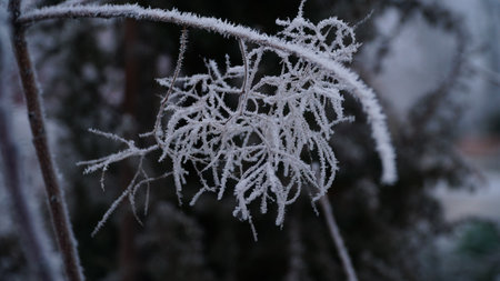 Frosty berries in the garden. The icy hoarfrost covered the bushes, herbs, and berries. rosehip. Rowan. Mistletoe. Winter weather. Picturesque winter view with frosty leaves. Christmas background. nの写真素材