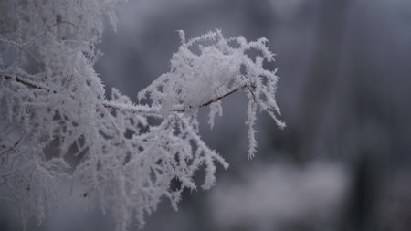 grass covered with frost in the first autumn frosts, abstract natural background. leaves of plants covered with frost, top view. Late autumn, the concept of frost. nの写真素材