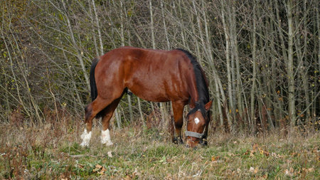 A beautiful bay horse is grazing on a pasture. A brown stallion eats green grass. Adult male equus caballus with black tail and mane on field. horse breeding. nの写真素材