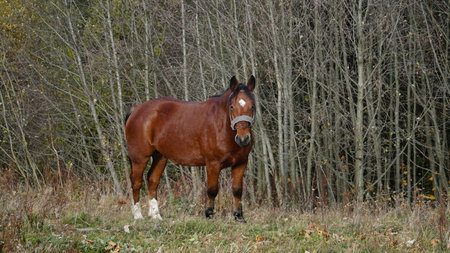 A beautiful bay horse is grazing on a pasture. A brown stallion eats green grass. Adult male equus caballus with black tail and mane on field. horse breeding. nの写真素材