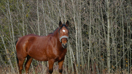 A beautiful bay horse is grazing on a pasture. A brown stallion eats green grass. Adult male equus caballus with black tail and mane on field. horse breeding. nの写真素材