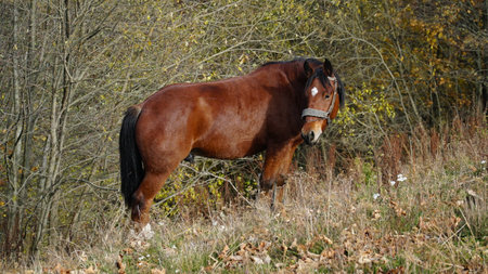 A beautiful bay horse is grazing on a pasture. A brown stallion eats green grass. Adult male equus caballus with black tail and mane on field. horse breeding. nの写真素材