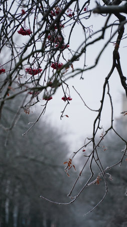 Frosty berries in the garden. The icy hoarfrost covered the bushes, herbs, and berries. rosehip. Rowan. Mistletoe. Winter weather. Picturesque winter view with frosty leaves. Christmas background. nの写真素材