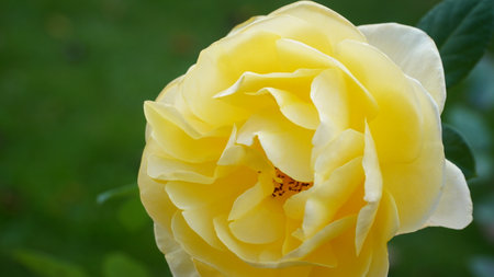 Red rose big and magnificent. Mature rose closeup. Rosa.の写真素材