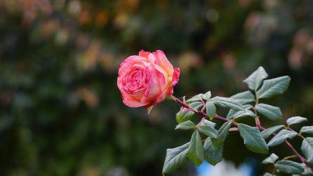 Red rose big and magnificent. Mature rose closeup. Rosa.の写真素材