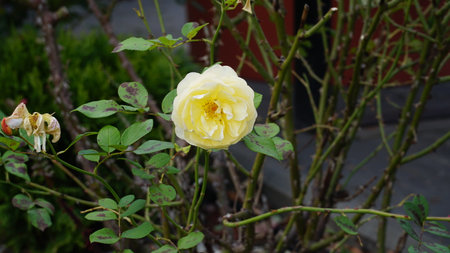 Red rose big and magnificent. Mature rose closeup. Rosa.の写真素材
