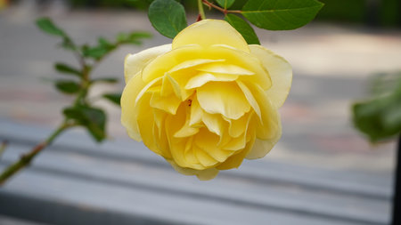 Red rose big and magnificent. Mature rose closeup. Rosa.の写真素材