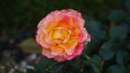 Red rose big and magnificent. Mature rose closeup. Rosa.の写真素材