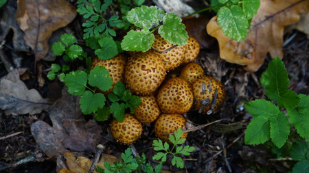 Mushroom on the floor of a Karri forest. cloudy weather. lowkey. nの写真素材
