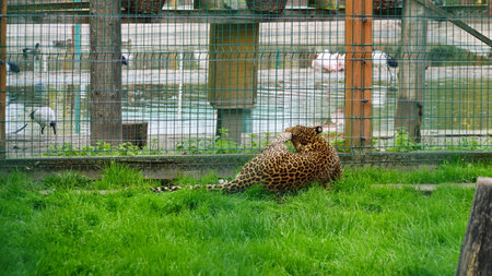 Far Eastern leopard and its life in the zoo, the zoo of Ukraine, an endangered species of predators